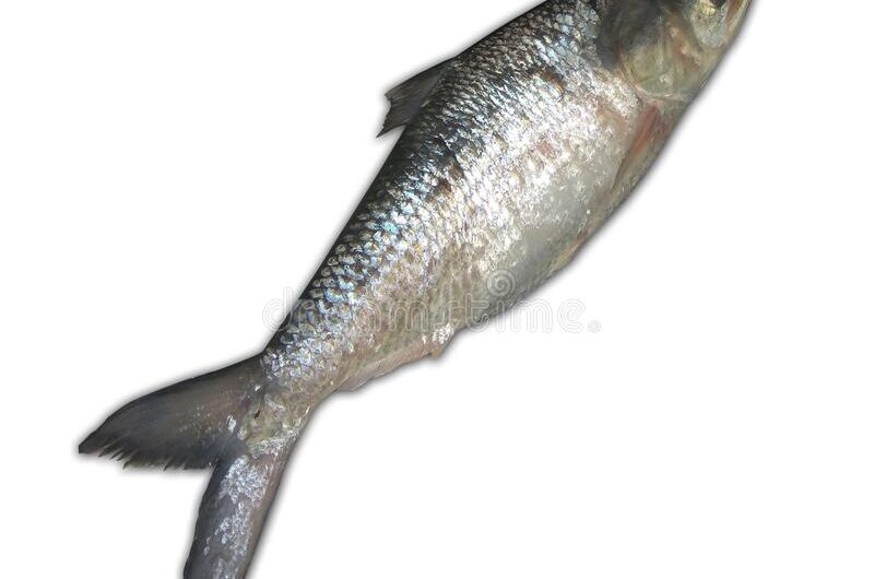 Ryba Hilsa: bardzo cenny gatunek ryb w Bangladeszu i Azji Południowej
