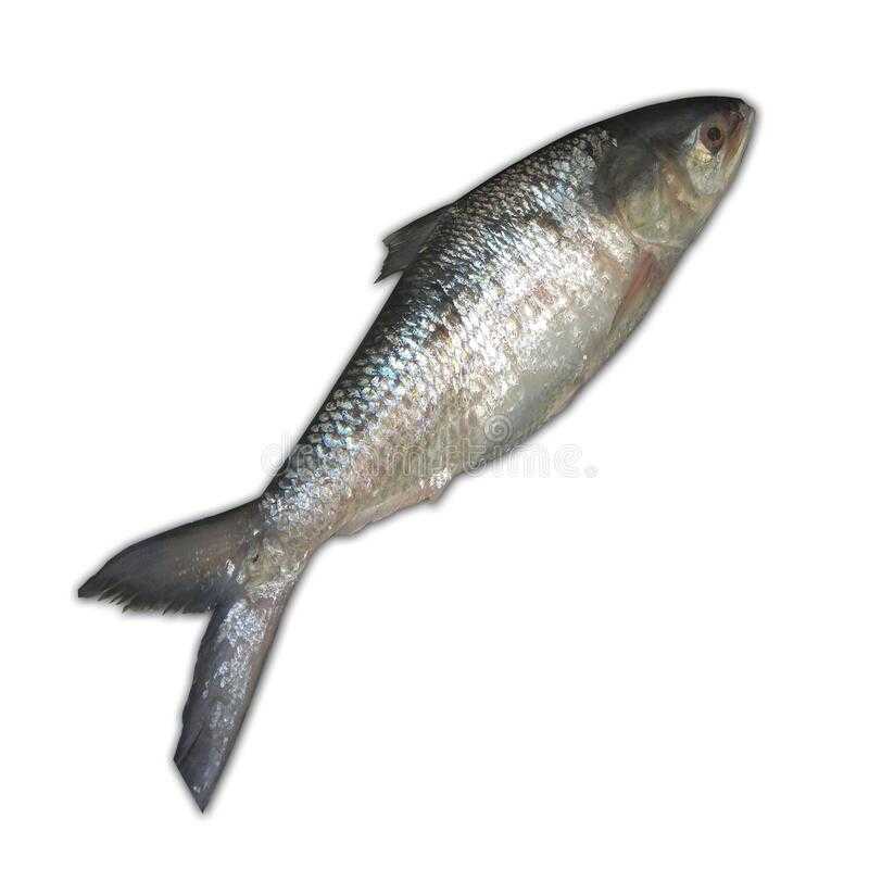 Ryba Hilsa: bardzo cenny gatunek ryb w Bangladeszu i Azji Południowej