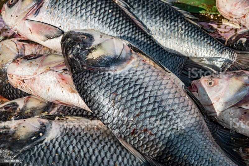Ryba mrigal: charakterystyka, karmienie, hodowla i pełne informacje