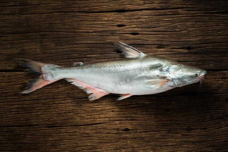 Ryba Pabda: charakterystyka, karmienie, hodowla i pełne informacje