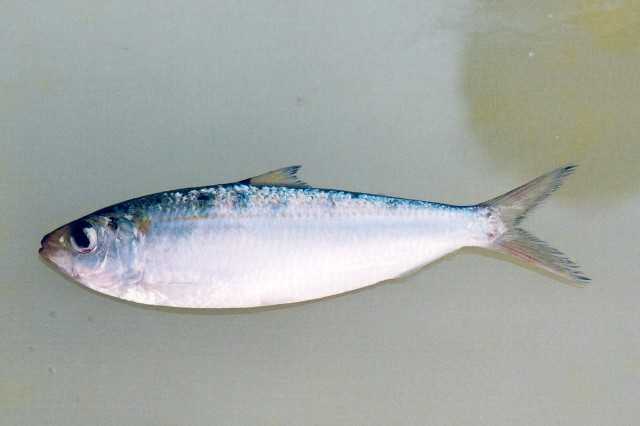 Ryba Sardinella Goldstripe: charakterystyka, dieta, hodowla i zastosowania