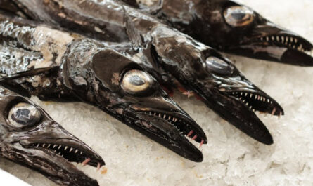 Ryba z Madery Sardinella: charakterystyka, dieta, hodowla i zastosowania