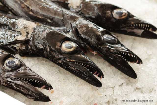 Ryba z Madery Sardinella: charakterystyka, dieta, hodowla i zastosowania