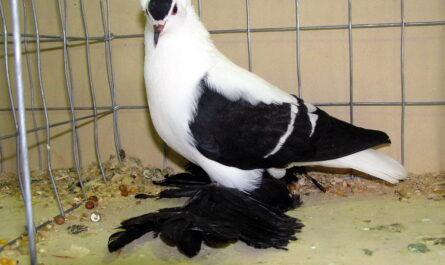 Saxon Fairy Swallow Pigeon: charakterystyka i informacje o rasie