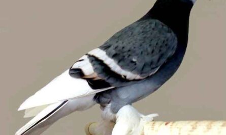 Saxon Monk Pigeon: charakterystyka, zastosowania i informacje o rasie