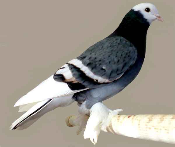Saxon Monk Pigeon: charakterystyka, zastosowania i informacje o rasie