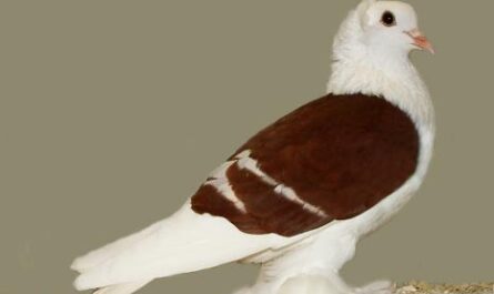Saxon Shield Pigeon: charakterystyka, zastosowania i informacje o rasie
