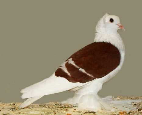 Saxon Shield Pigeon: charakterystyka, zastosowania i informacje o rasie