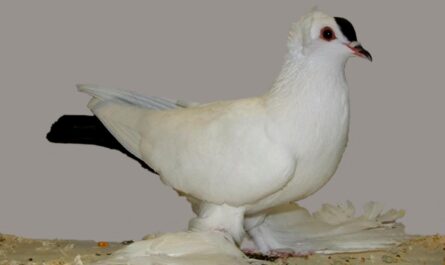 Saxon Spot Pigeon: charakterystyka, zastosowania i informacje o rasie