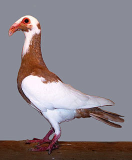 Scandaroon Pigeon: charakterystyka, zastosowania i informacje o rasie