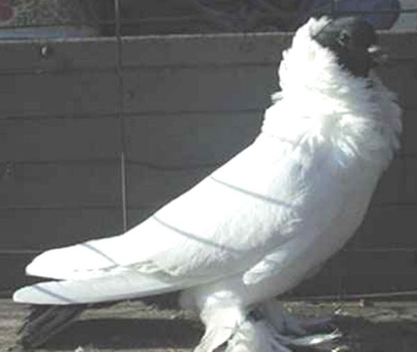Schmalkalden Moorhead Pigeon: charakterystyka i informacje o rasie