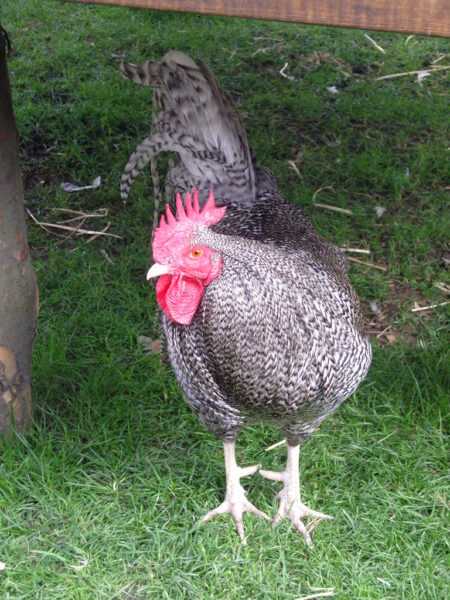 Scots Grey Chicken: charakterystyka, temperament i pełne informacje o rasie