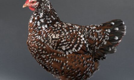 Hodowla kurczaków nakrapianych z Sussex: biznesowy plan startowy dla początkujących