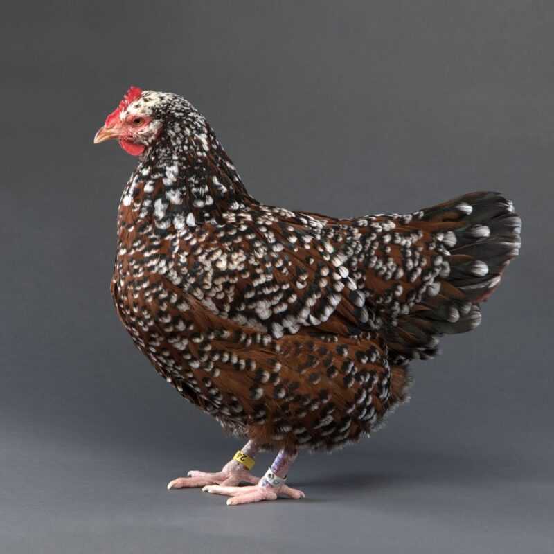 Hodowla kurczaków nakrapianych z Sussex: biznesowy plan startowy dla początkujących