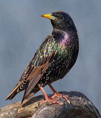 Starling Pigeon: charakterystyka, zastosowania i informacje o rasie