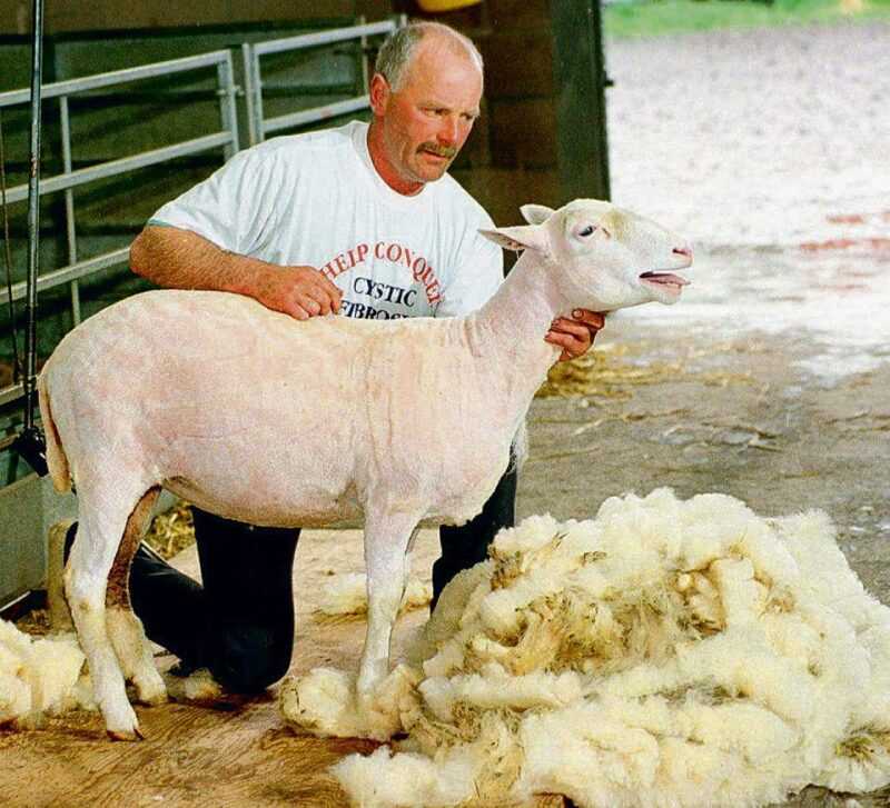 Strzyżenie owiec: Jak strzyc owce (Przewodnik dla początkujących)
