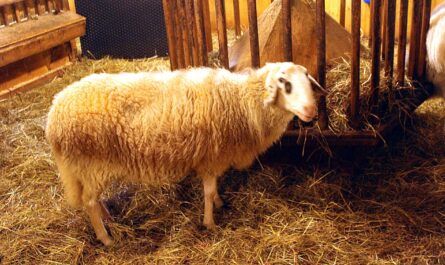 Tiroler Steinschaf Sheep: charakterystyka i informacje o rasie