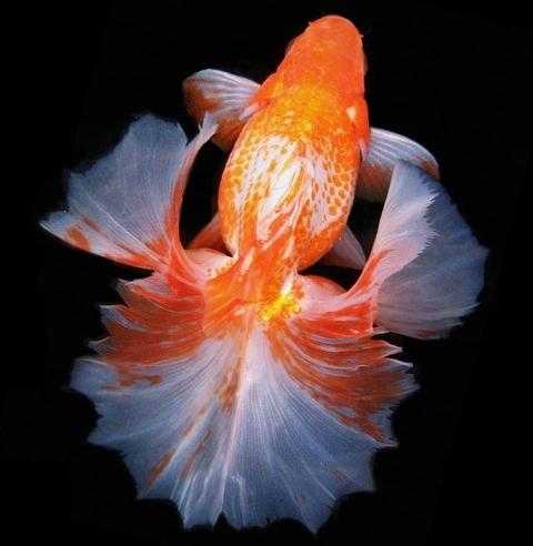 Tosakin Goldfish: charakterystyka, dieta, hodowla i zastosowania