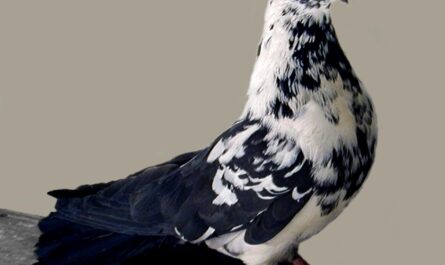Ukraiński Skycutter Pigeon: charakterystyka, zastosowania i informacje o rasie