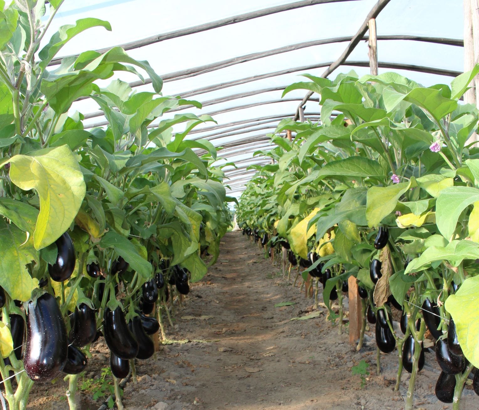 Uprawa bakłażana: ekologiczna uprawa Brinjal w przydomowym ogrodzie