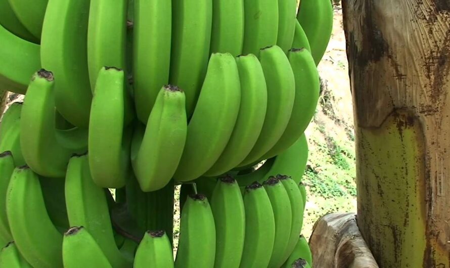 Uprawa bananów: komercyjny biznesplan dla osiągania zysków