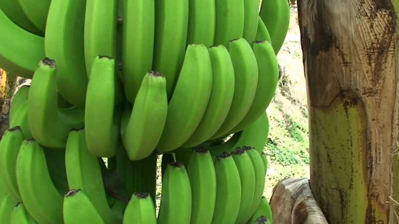 Uprawa bananów: komercyjny biznesplan dla osiągania zysków