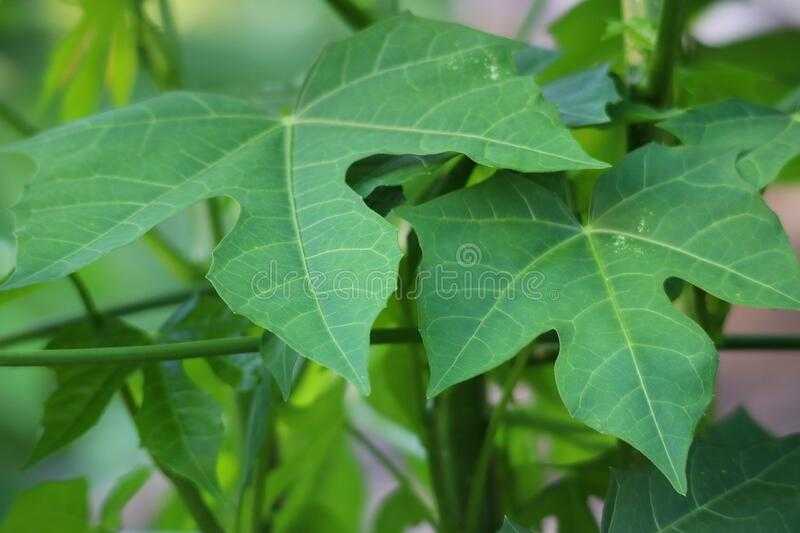 Uprawa Chaya: Ekologiczna uprawa szpinaku w ogrodzie domowym