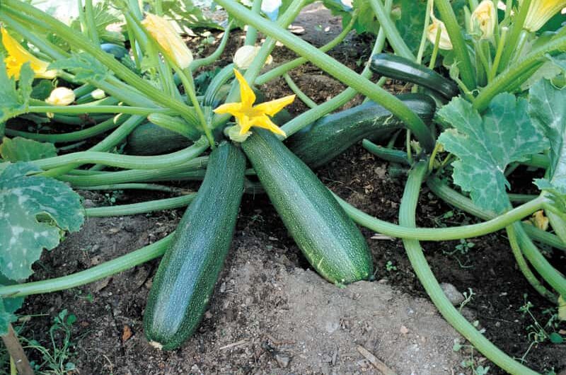 Uprawa cukinii: ekologiczna uprawa dyni w przydomowym ogrodzie