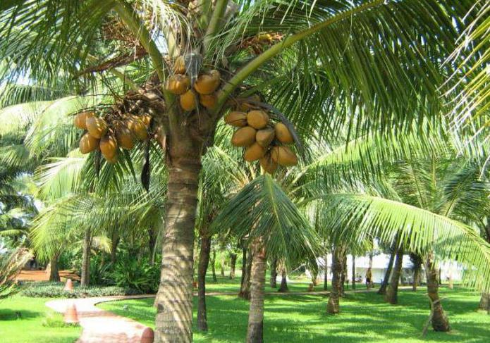 Uprawa kokosa: komercyjny biznesplan dla początkujących