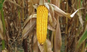 Uprawa kukurydzy: komercyjny biznesplan dla początkujących