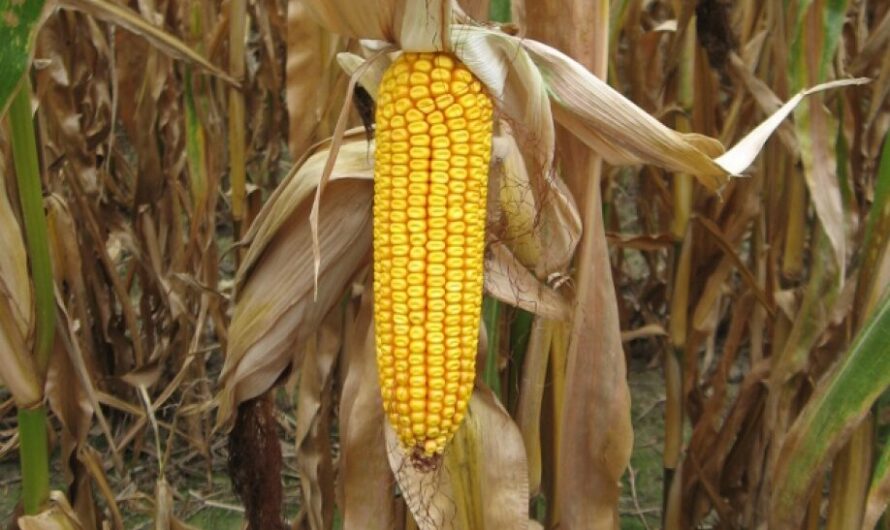 Uprawa kukurydzy: komercyjny biznesplan dla początkujących