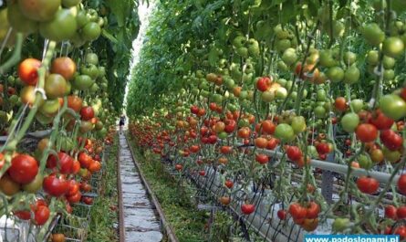 Uprawa pomidorów: komercyjna uprawa pomidorów dla początkujących