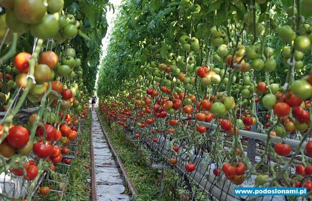 Uprawa pomidorów: komercyjna uprawa pomidorów dla początkujących