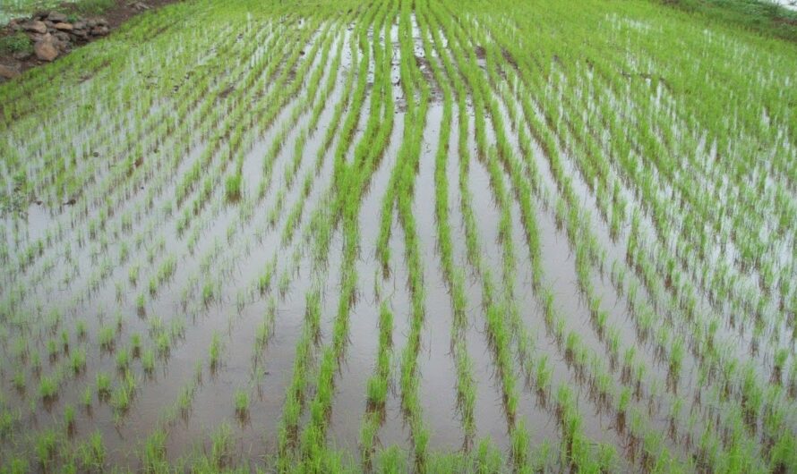 Uprawa ryżu: Jak uprawia się ryż (Przewodnik dla początkujących)