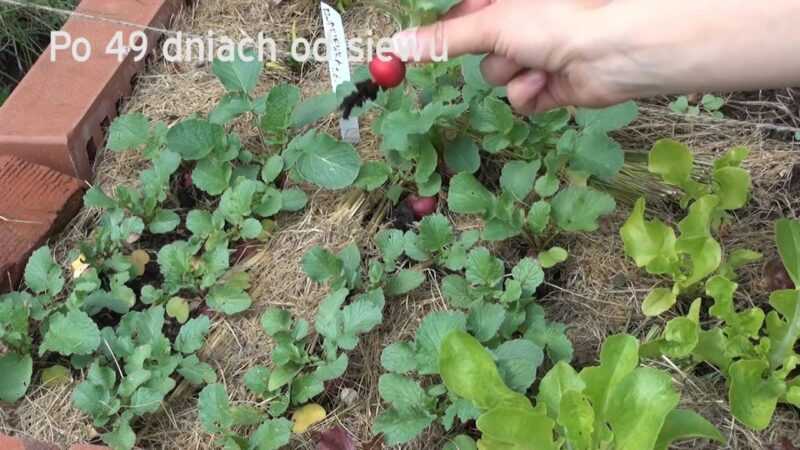 Uprawa rzodkiewki: ekologiczna uprawa rzodkiewki w przydomowym ogrodzie