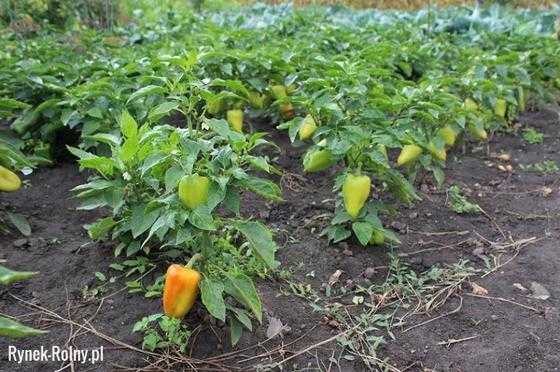 Uprawa słodkiej papryki: uprawa papryki w przydomowym ogrodzie