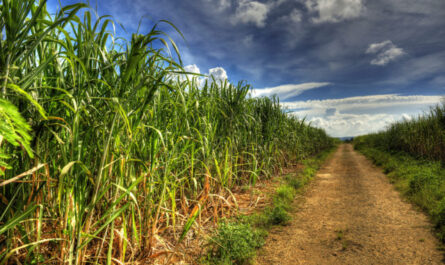 Uprawa trzciny cukrowej: biznes związany z uprawą trzciny cukrowej dla początkujących