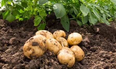Uprawa ziemniaków: ekologiczna uprawa ziemniaków w przydomowym ogrodzie