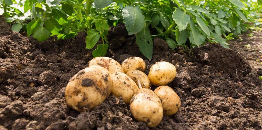 Uprawa ziemniaków: ekologiczna uprawa ziemniaków w przydomowym ogrodzie
