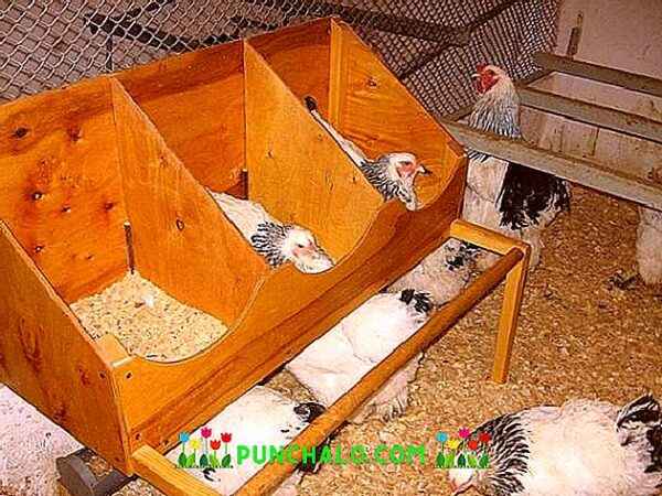 Utrzymywanie kurczaków w chłodzie podczas upałów: jak utrzymać kurczaki w chłodzie