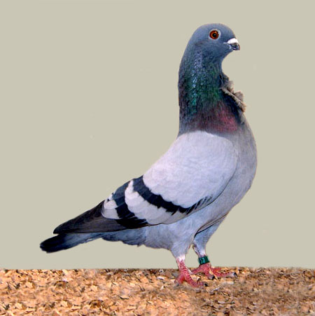 Valencian Figurita Pigeon: Charakterystyka i informacje o rasie