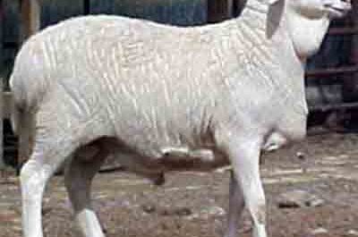 Van Rooy Sheep: charakterystyka, zastosowania i informacje o rasie