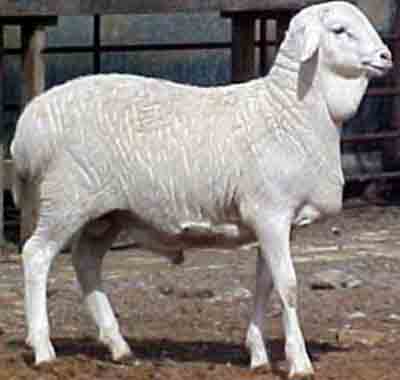 Van Rooy Sheep: charakterystyka, zastosowania i informacje o rasie