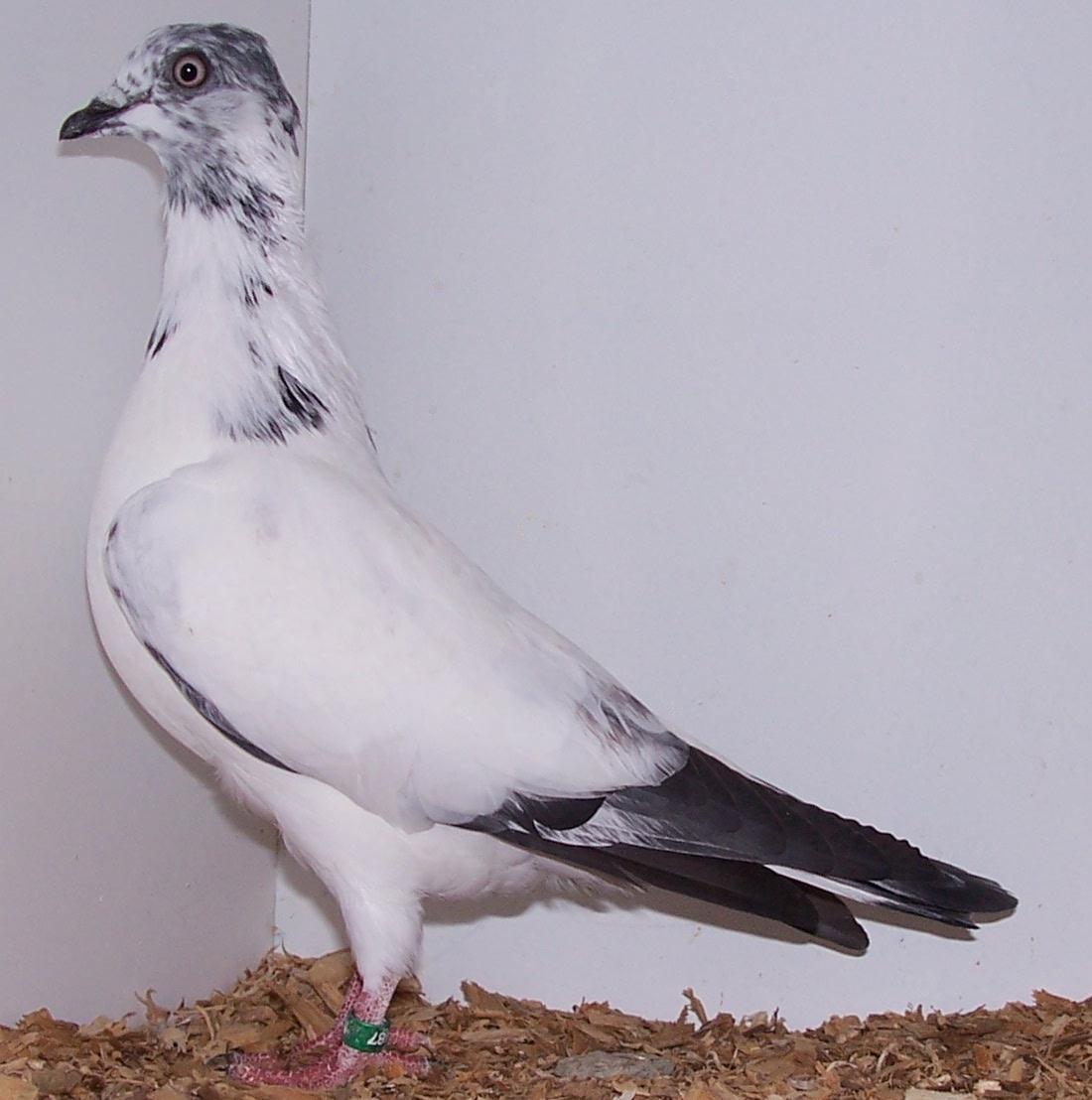 Vienna Highflyer Pigeon: charakterystyka, zastosowania i pochodzenie