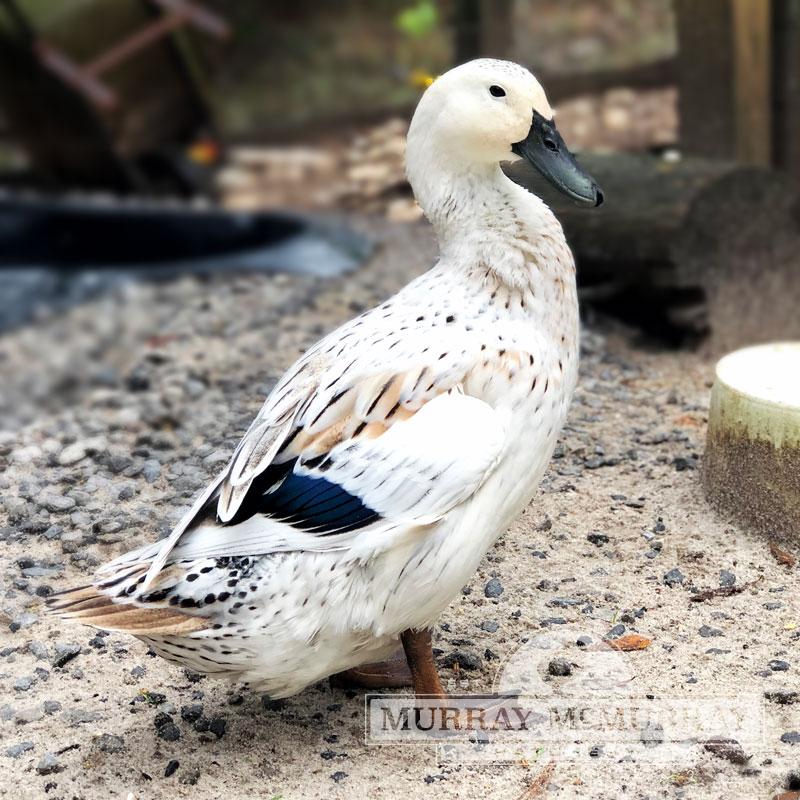 Welsh Arlequin Duck: charakterystyka, zastosowania i pełne informacje o rasie