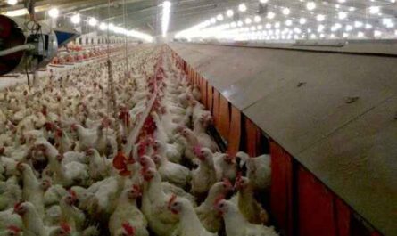 Wpływ światła na kury nioski: wykorzystanie światła do produkcji jaj
