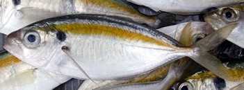 Yellowstripe Scad Fish: charakterystyka, dieta, hodowla i zastosowania