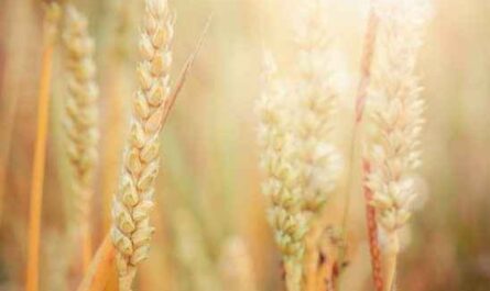 Amostra de plano de negócios de cultivo de trigo
