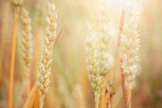 Amostra de plano de negócios de cultivo de trigo
