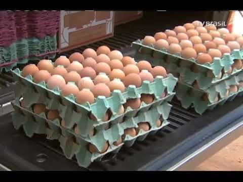 Amostra de plano de negócios de produção de ovos